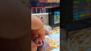 뉴기니아 앵무, 듀컵 코카투, 로리, 세네갈 앵무, 검은 머리 카이큐 #parrot #birdslover #animals #pets #birds #사계절앵무새