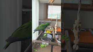 아기 뉴기니아 크롱이  아침 생식 일상 feat. 다이…