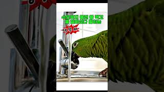 영리한 앵무새 #shorts