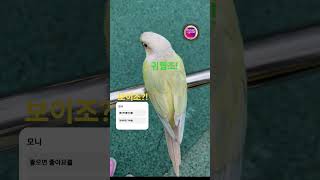 #앵무새 #코뉴어 #귀여운아기 #귀여운 #birds #bird