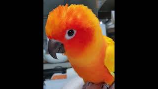 썬코뉴어 망고의 춤사위