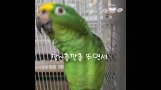 앵무새 노래 산토끼 토끼야~