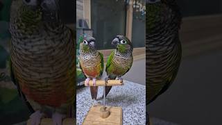 코뉴어앵무새#하랑이#parrot#birds#cute