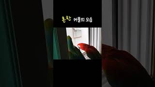 귀엽고 흔한 커플의 모습 #마카우 #동네구경 #흔한커플