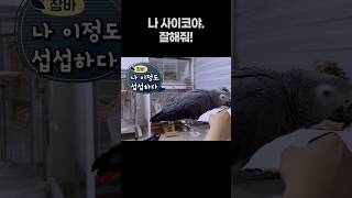 나 사이코야 잘해줘! 이런말 어디서 배울까?  말하는앵…