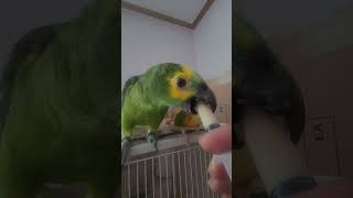 귀농귀촌 아마존앵무새 이유식먹기