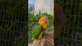일광욕하는 카이큐 낑깡씨☀️#parrot #parrot…