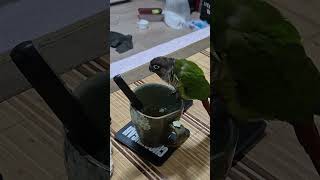 초롱 ♡연두 #얼음먹는 연두 # 더워 더워 #코뉴어 #parrot #반려조