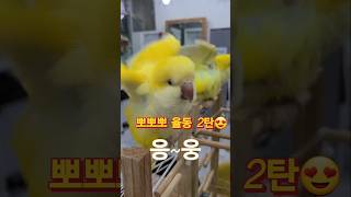 [하늘] 뽀뽀뽀 율동 2탄ㅋ@#하늘에#birds # 말…