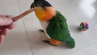 애교쟁이 카이큐 앵무새 불러보기