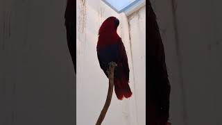 홀로남겨진 영원이!                                      #광주광역시 #광주우치동물원 #우치공원동물원 #뉴기니아 #바다의왕자동물사육사블로그