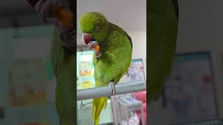 #목도리앵무#  반은 장난감 반은 맛보기#집사는 당근을 양보해~