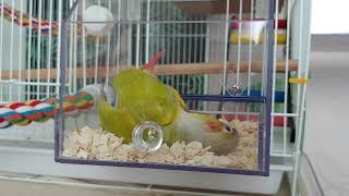 코뉴어 혼자 논다(by바람)