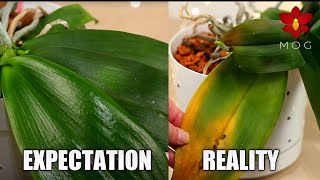 Orchid Growing Expectations which are Unrealistic & Toxic - Let's be real 