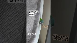 집사랑 숨바꼭질하는 앵무새 / 한스마카우 올리