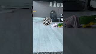 카이큐가 양말과 노는법