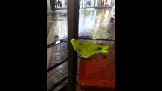 아마존 앵무   행복이