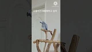 앵무새ㅡ순돌아 권력을 탐하지 마라
