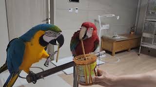 일하고 보상받는 기쁨 청금강 홍금강