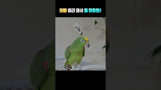 앵무새와 사람의 대화 (사람이 말을 더 못 알아듣네 ㅎㅎ)