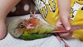 코뉴어키우기 -우리집 눕새