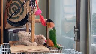 혼자 노는 카이큐 앵무 (Caique Parrot playing alone)