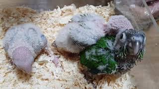 [앵무파파] 코뉴어 앵무새 아가들 많이 컸어요.. 코니와 연두를 쏙 빼닮았네요...^^ [2020.01.11]