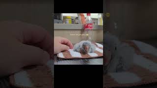 퀘이커 아가새 치로 입양1일차 #퀘이커앵무새#아기앵무새#이유조#퀘이커이유조#블루퀘이커#입양1일차#치로의일상#퀘이커#앵무새