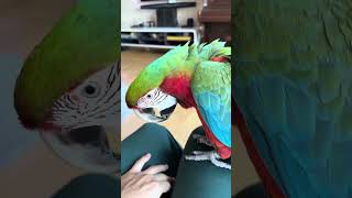 [루카월드] 앵무새 키우기  앵무새 뭐하고 놀지?? 강아지냥이보다 더 애교가 많다고? 