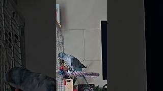 [퀘이커 앵무] 나무 vs 부리 #parrot #qua…