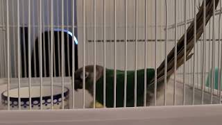 "미미"코뉴어앵무새 #인사잘하는앵무 parrot