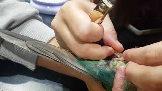 블루코뉴어 땅콩 윙컷하고 발톱다듬기 앵무새카페 우리집 …