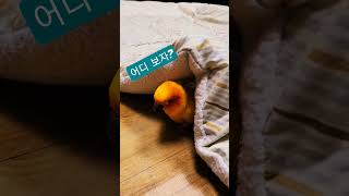 이불 밖은 위험해 #썬코뉴어 #앵무새 #parrot #…