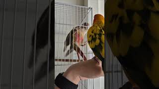 깡패 코뉴어와 쫄아버린 썬코 #썬코 #썬코뉴어 #코뉴어…