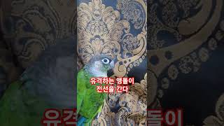 유격하는 앵돌이 전선을 간다 #앵돌이 #앵무새 #par…