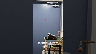 센서등을 계속 켜는 앵무새  #parrot #앵무새 #birds #greyparrots #cute #회색앵무 #pets #animals #반려동물 #동물