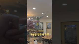 대본청 앵무새 두두 alexandrine parakee…