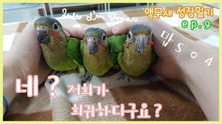 (세계최초!!?) 세인트 토마스 코뉴어 앵무새 성장과정!!ㅣ전세계 희귀한 애완조!!(*놓치면 후회합니다*)_Brown-throated Conure Growth Stages