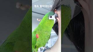 앵무새한테 강제 귀청소 받는 인간 / 한스마카우 올리