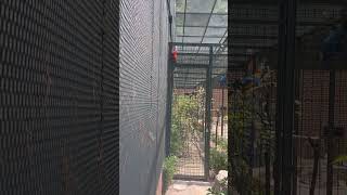 홍금강앵무새 울음소리