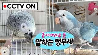 홈카메라로 본 말하는 앵무새  퀘이커앵무새 회색앵무