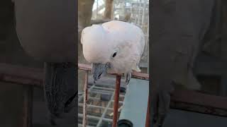 소심한 안녕하세요,, #앵무새