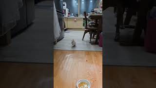 올 겨울 태어난 듀컵 코카투 여아가 입양자님과 교감중이…