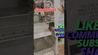 앵무새    마트 앵무새  #k parrot #앵무새