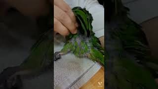 한스마카우 다오와 가족이 돼었어요!!