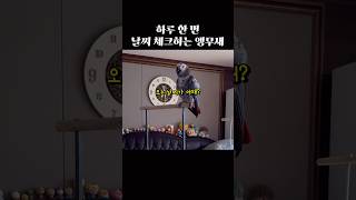 앵무새한테 테스트 받는 AI 