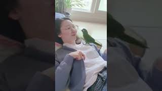 관종 앵무새 밍밍이가 날 너무 좋아할 때 #앵무새 #한스마카우 #parrot #hahnsmacaw