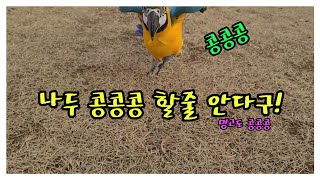 청금강 앵무새가 콩콩콩을 배웠어요. [ 밍고도 콩콩콩 ]