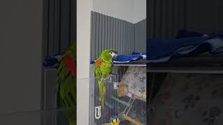 집에오면 반겨주는 앵무새 #앵무새 #한스마카우 #birds #애완동물  #윤설