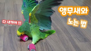 [ 앵무새 놀아주기 ] 아마존앵무 수리랑 코반밴드 가지…